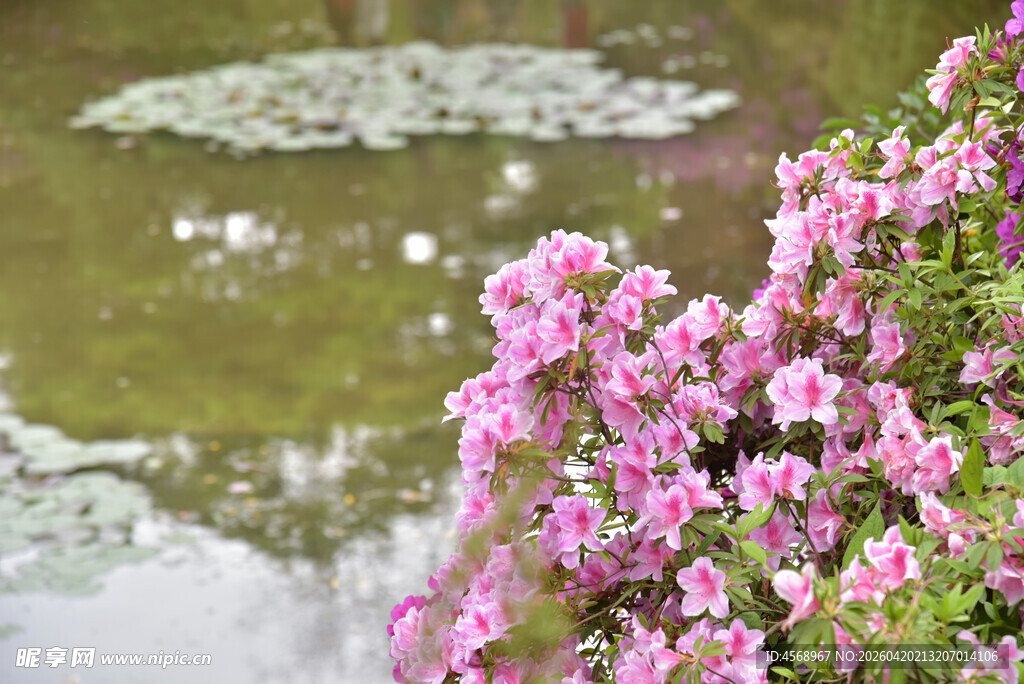 湖畔绽放的粉色美丽花卉