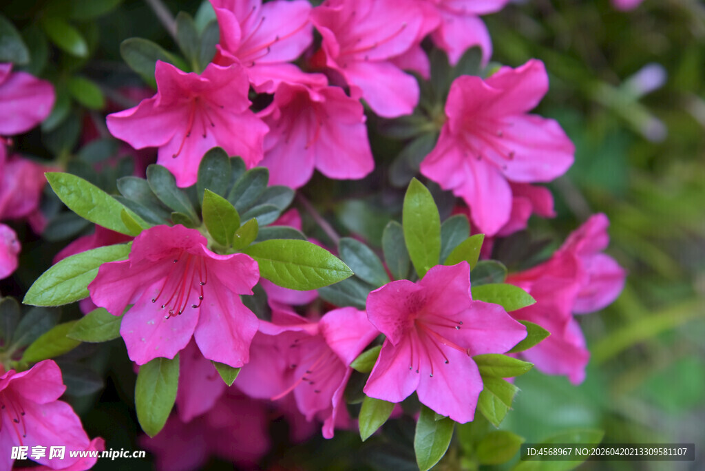 娇艳盛开的粉红色杜鹃花