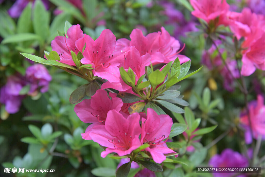 艳丽盛开的粉色杜鹃花