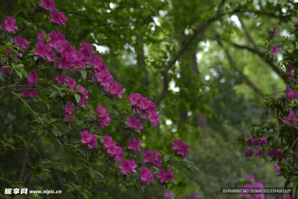 枝头绽放的艳丽紫花