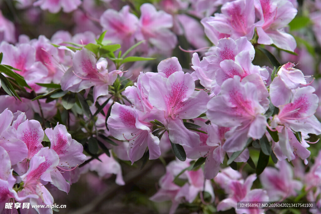 娇艳粉色杜鹃花绽放