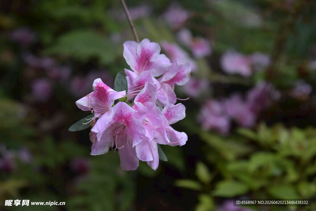 娇艳粉色小花绽放