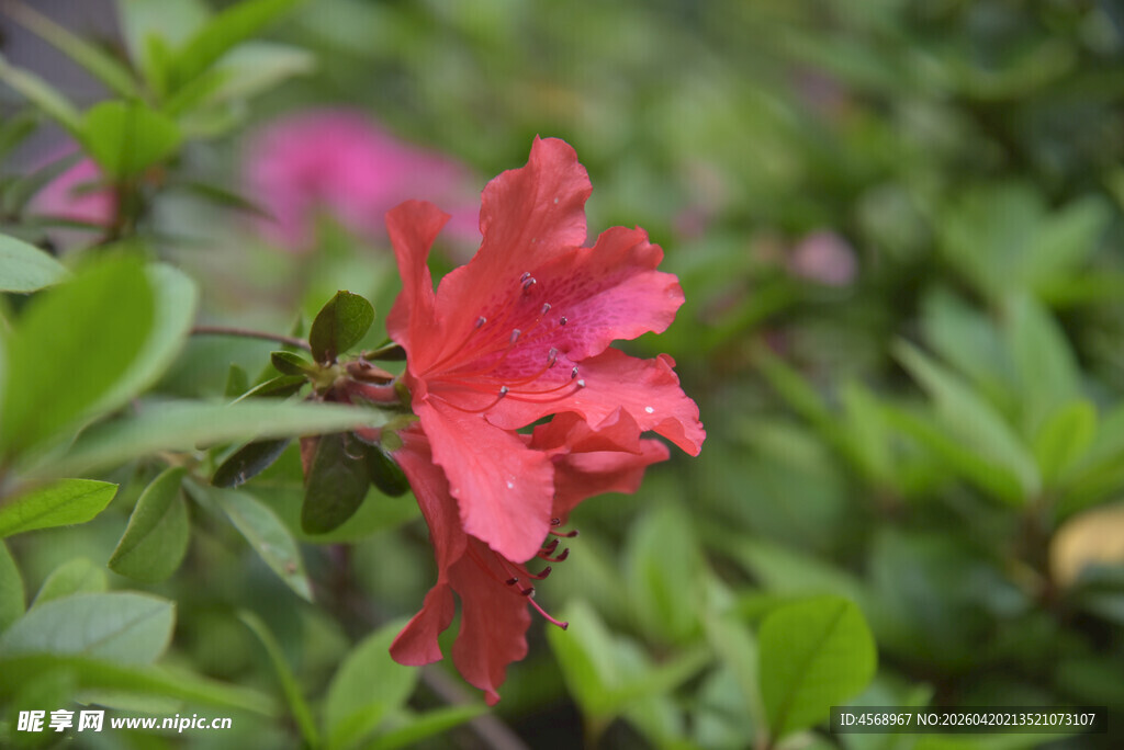 娇艳红杜鹃绽放绿叶间