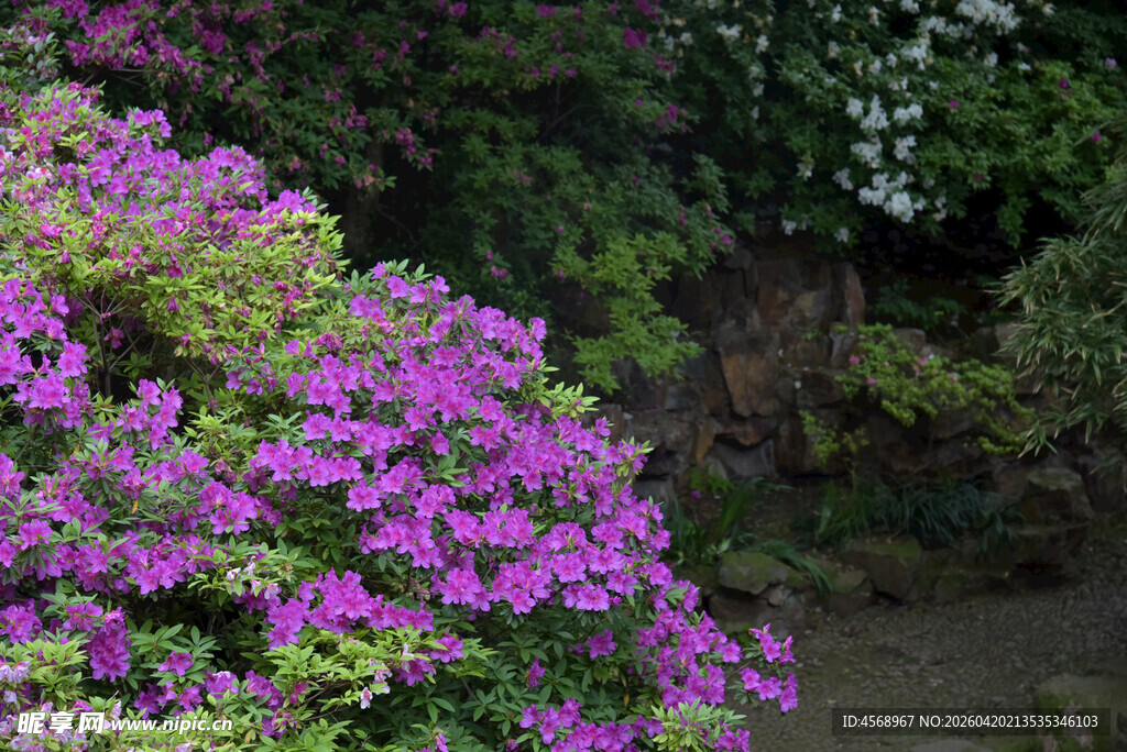 烂漫紫杜鹃绽放于林间