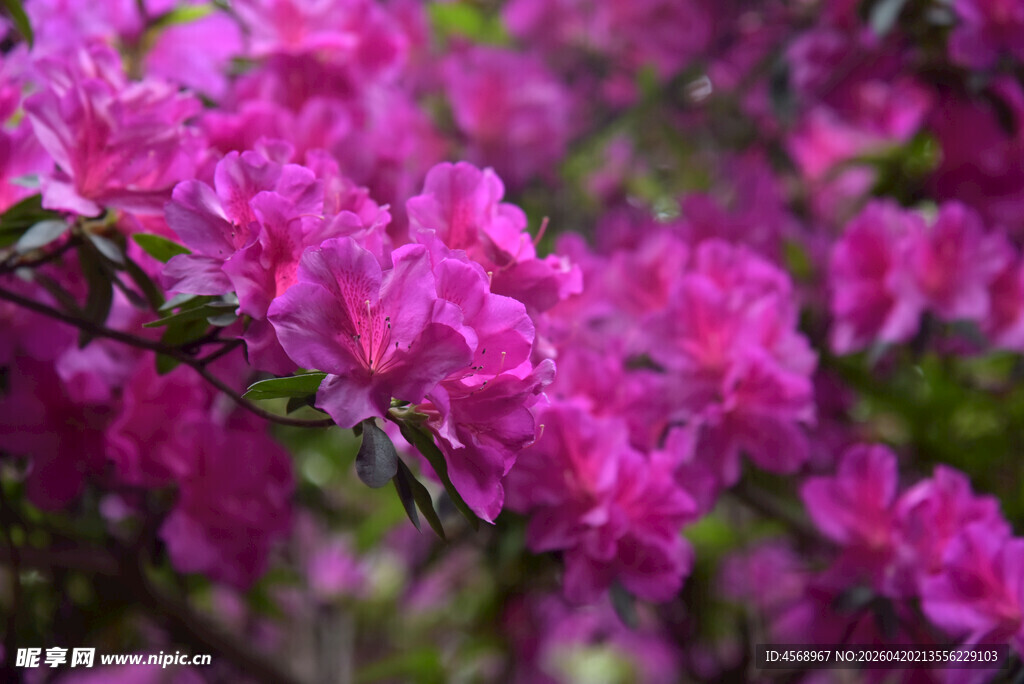 盛开的艳丽粉色杜鹃花