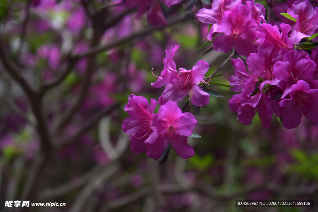 绽放的娇艳紫花