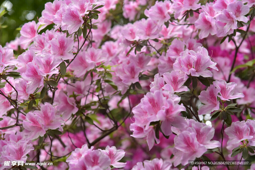 粉色烂漫杜鹃花绽放