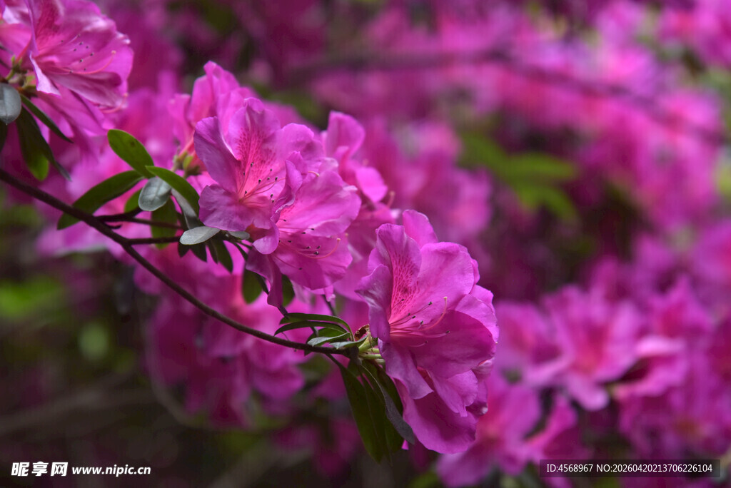 娇艳盛开的紫色杜鹃花