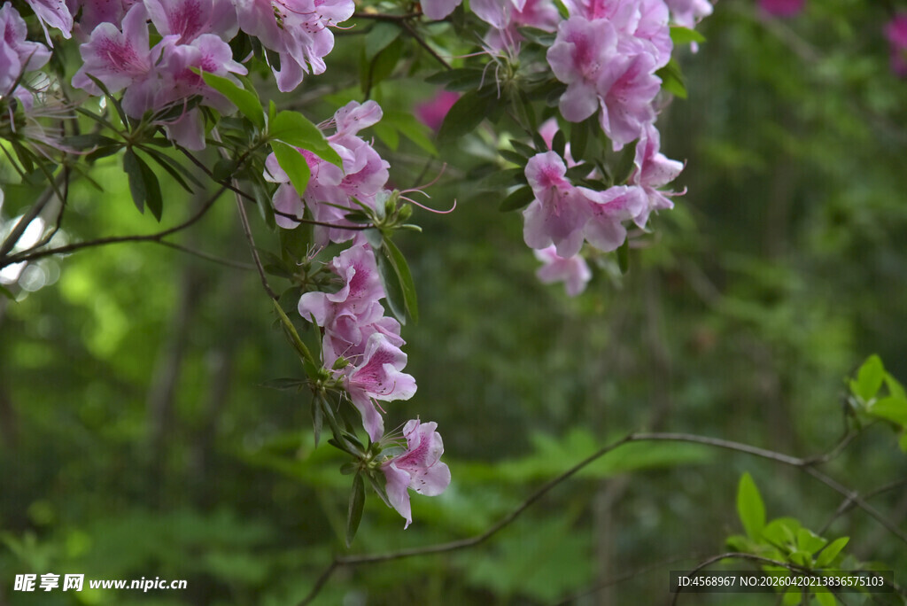 枝头绽放的粉嫩杜鹃花