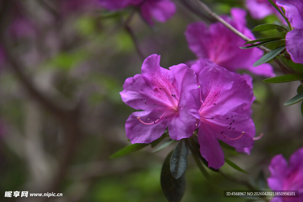 娇艳绽放的紫色杜鹃花