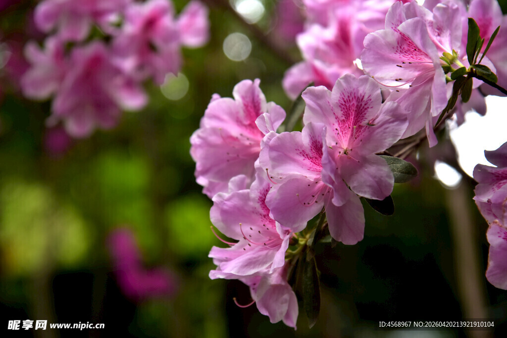 娇艳粉色花朵绽放