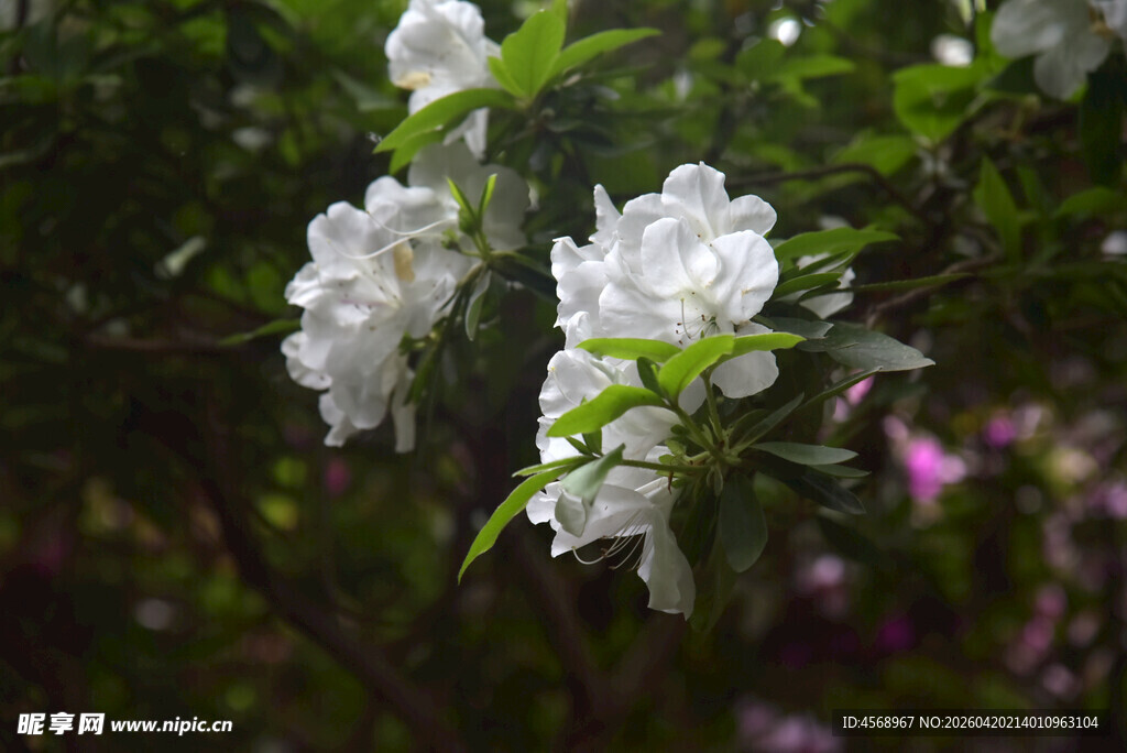 洁白杜鹃花绽放于枝头