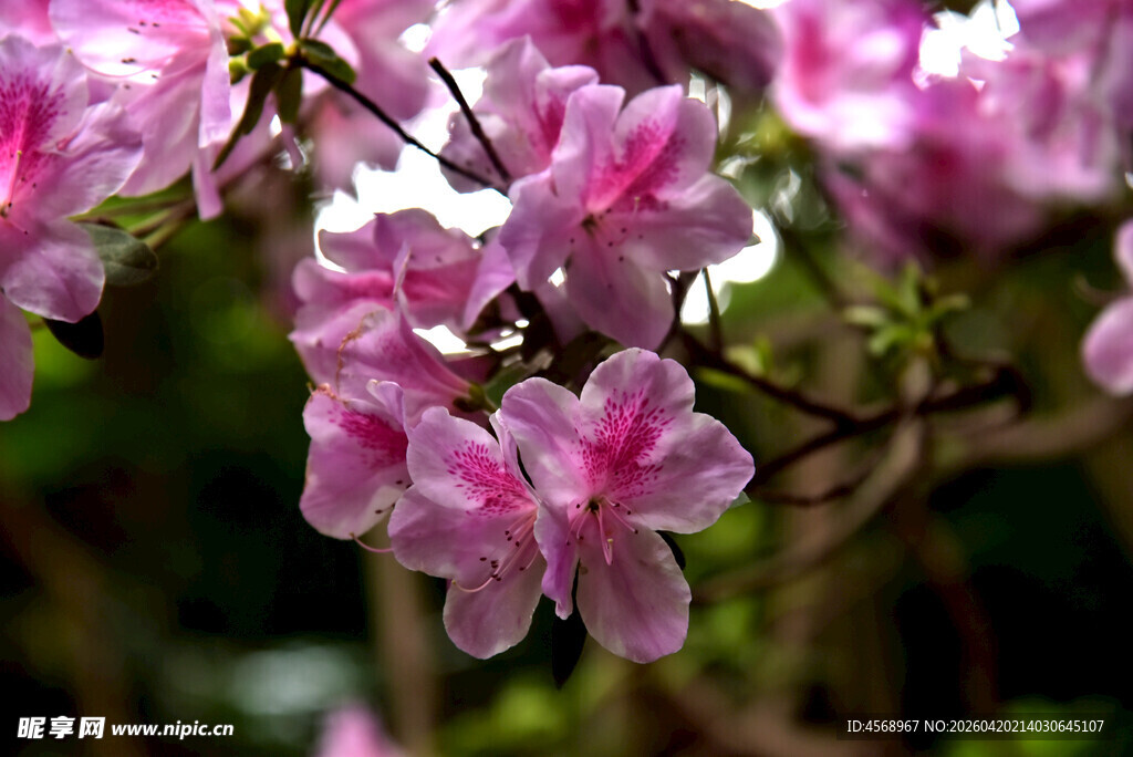 娇艳粉色杜鹃花绽放