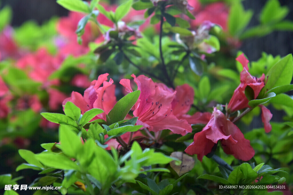 娇艳盛开的红色杜鹃花