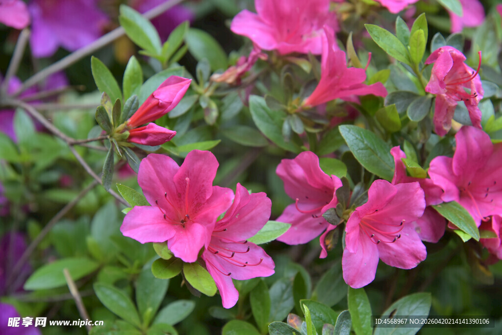 娇艳绽放的粉色杜鹃花