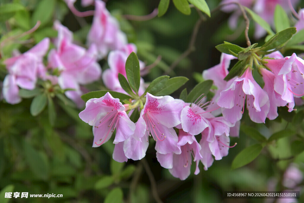 粉色杜鹃花绽放枝头