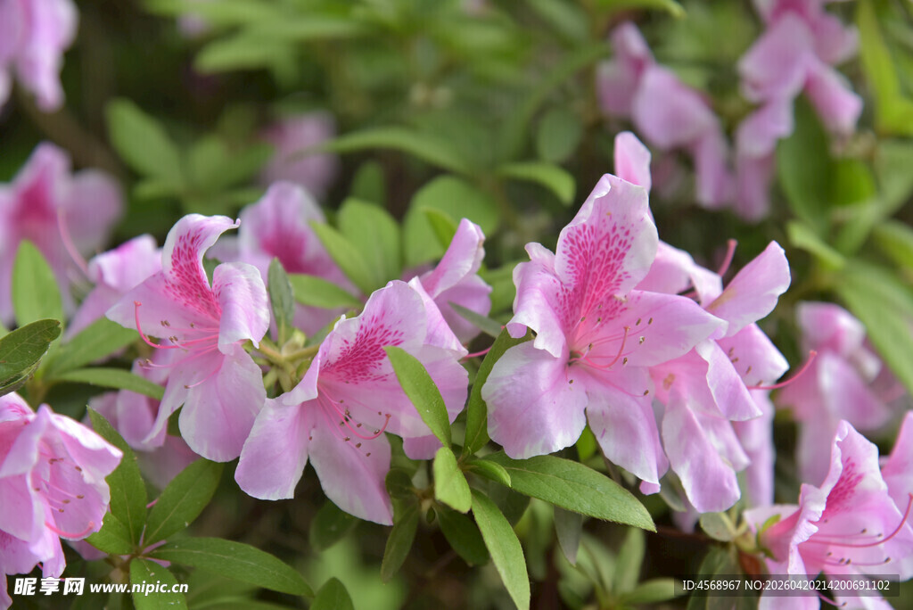 娇艳粉色杜鹃花绽放