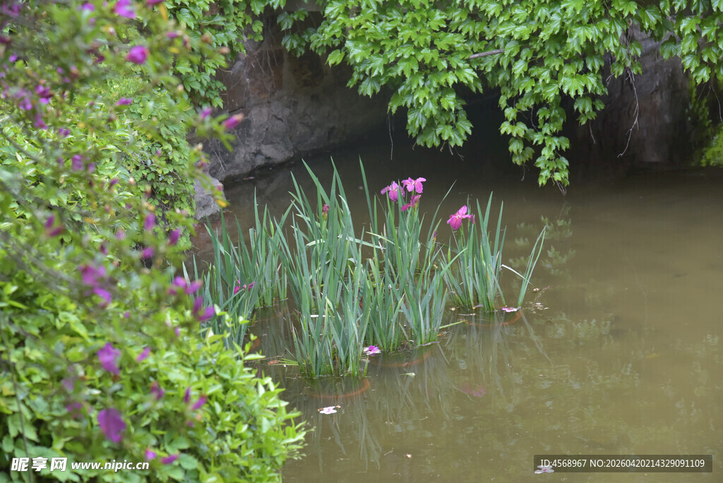 溪边绿植与紫色花卉景致