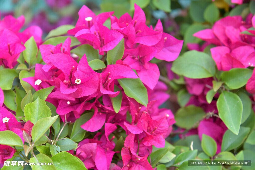 艳丽三角梅绽放