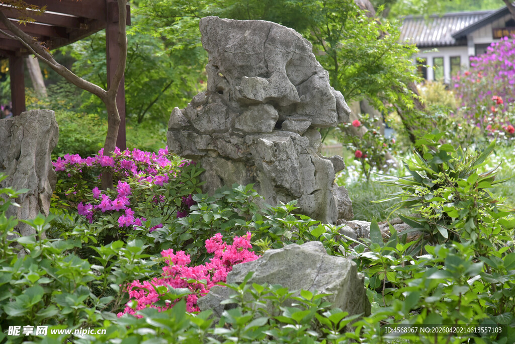 中式庭院中的花卉与怪石