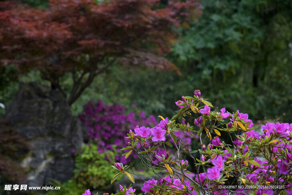 春日烂漫花丛景观