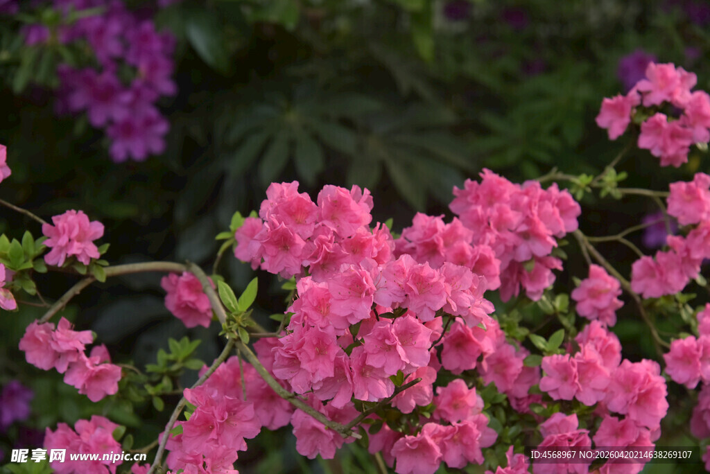 娇艳盛开的粉红色杜鹃花