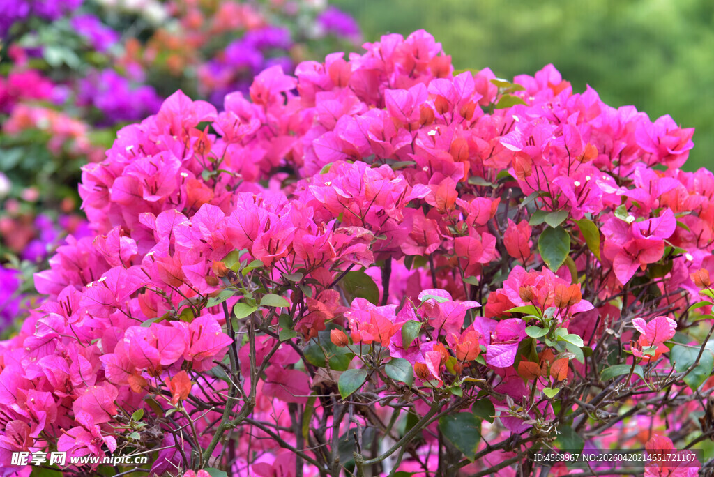 艳丽三角梅绽放美景