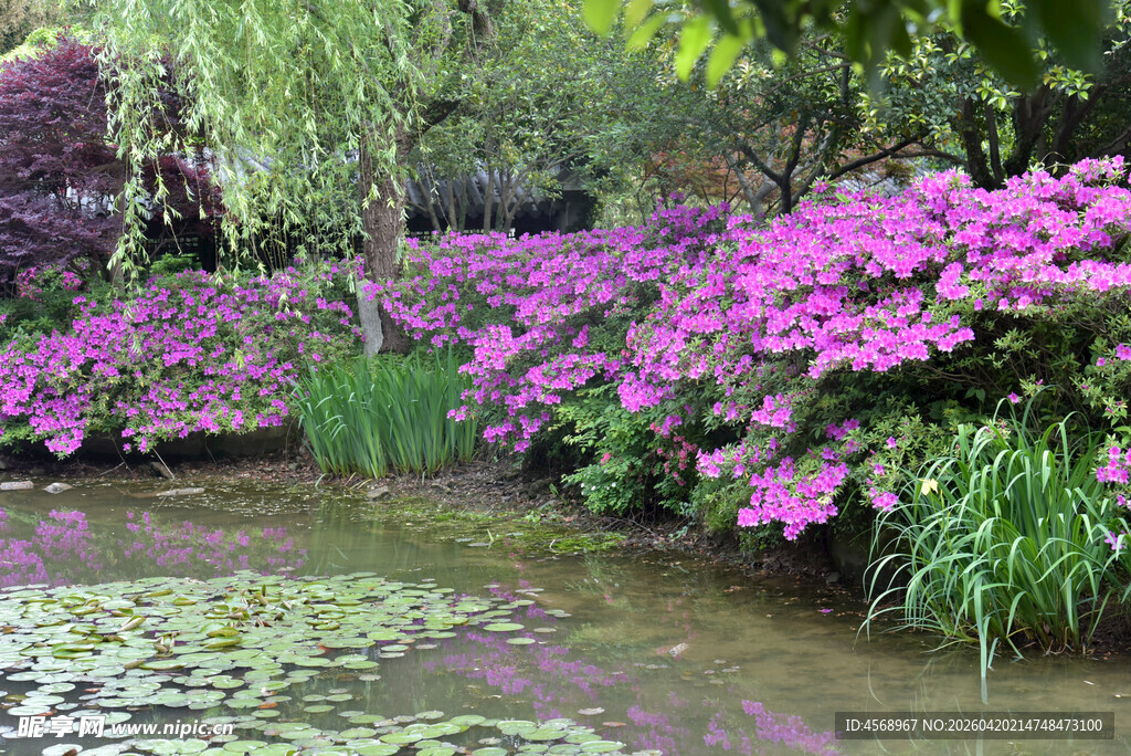湖畔繁花盛开的清幽景致