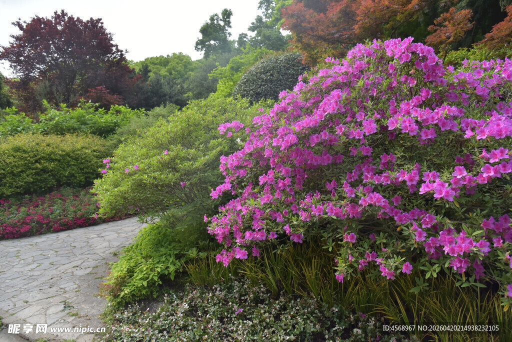 繁花盛开的园林小径