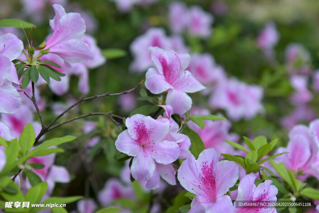 粉紫杜鹃花绽放