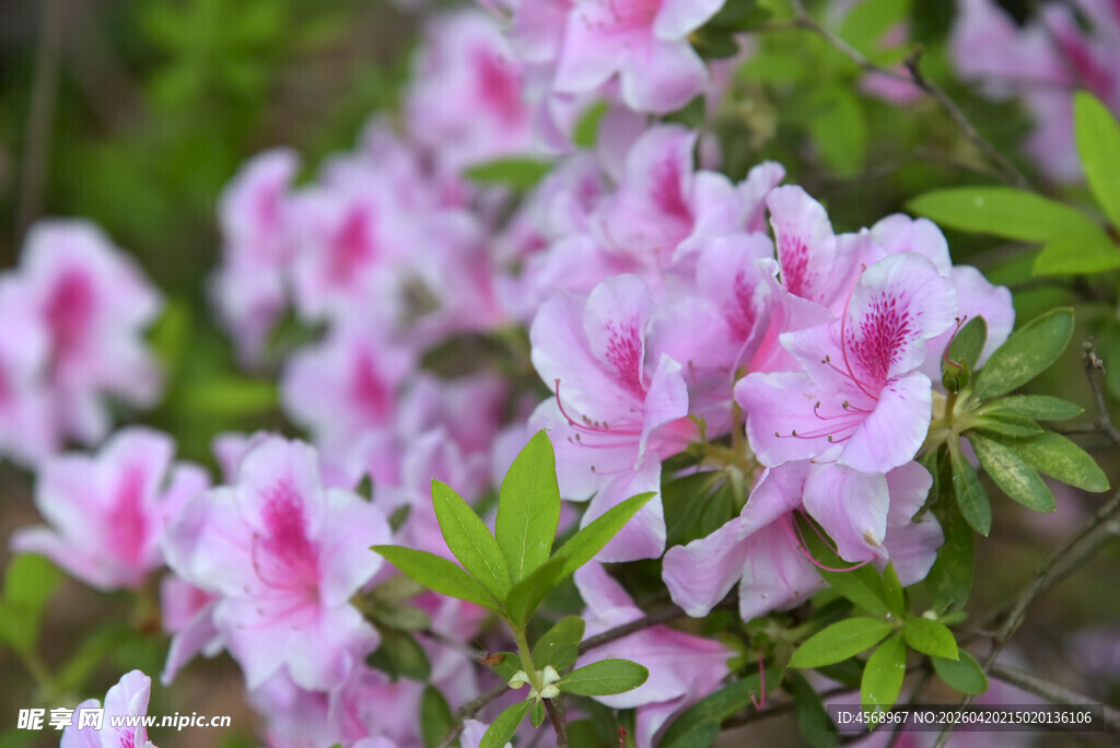粉色杜鹃花绽放