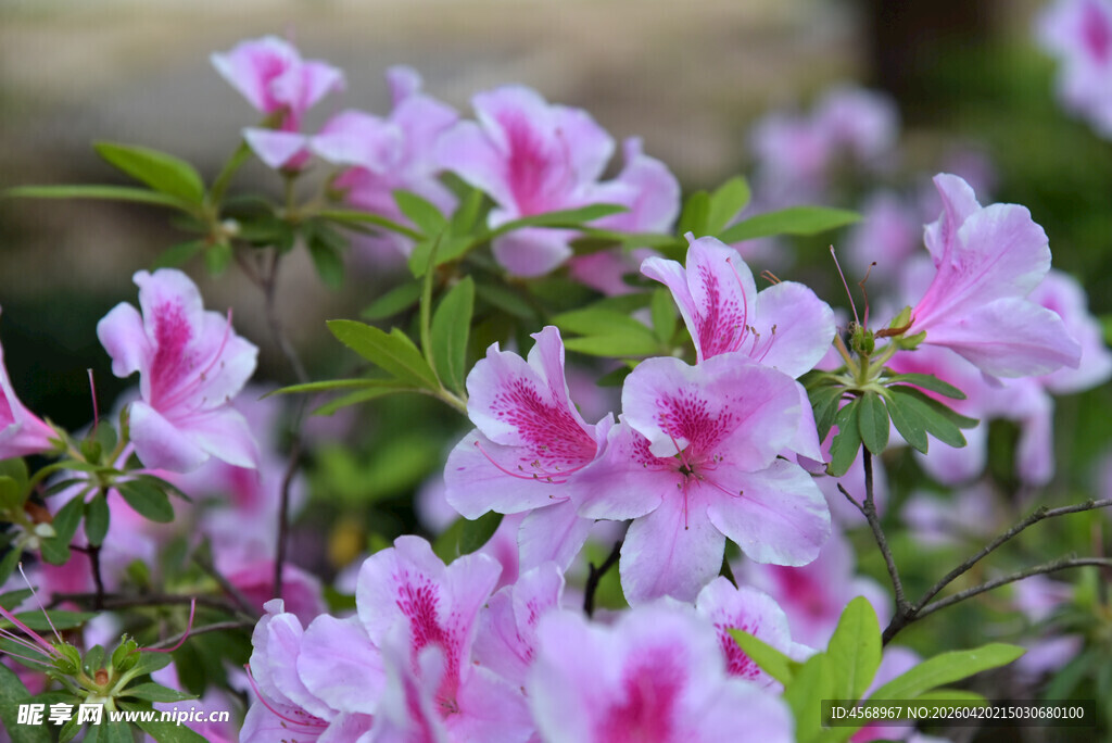 粉色娇艳杜鹃花绽放