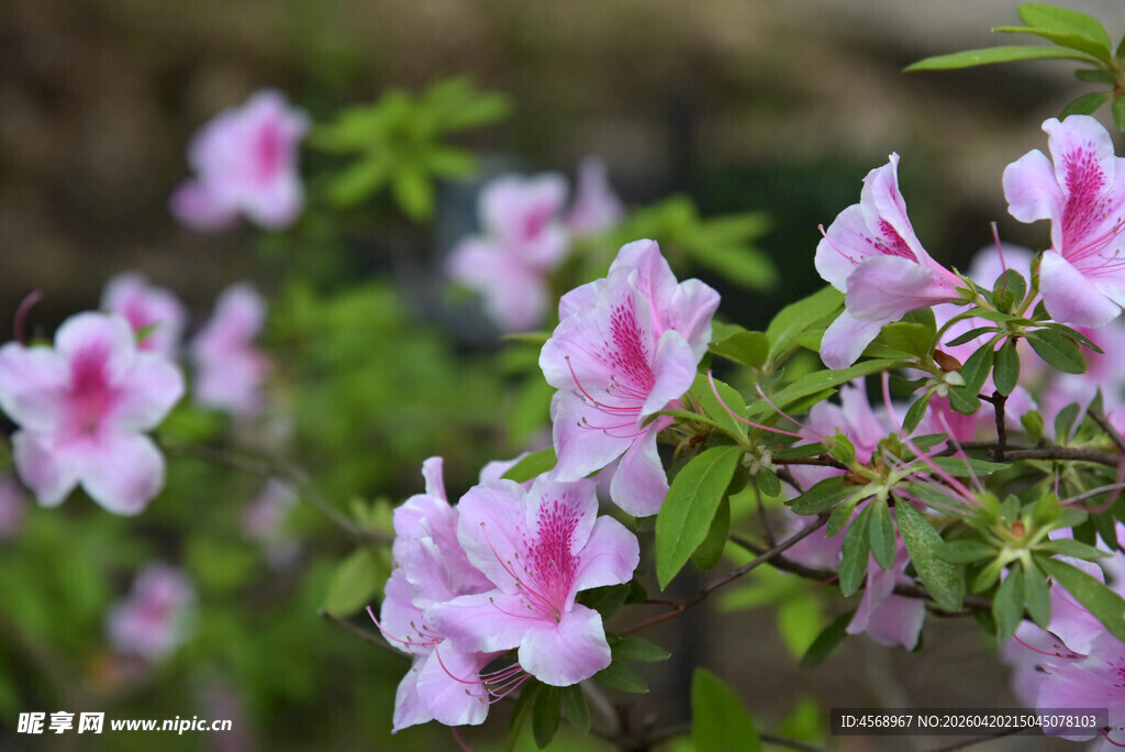 粉色杜鹃花绽放
