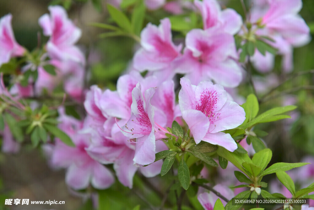 粉色烂漫杜鹃花绽放