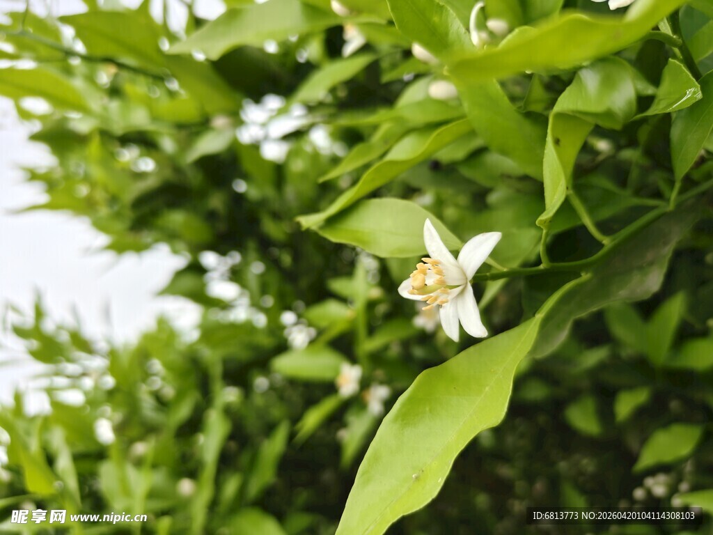 绿叶间绽放的白色小花