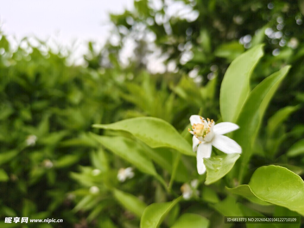 柑橘枝头绽放的洁白花朵