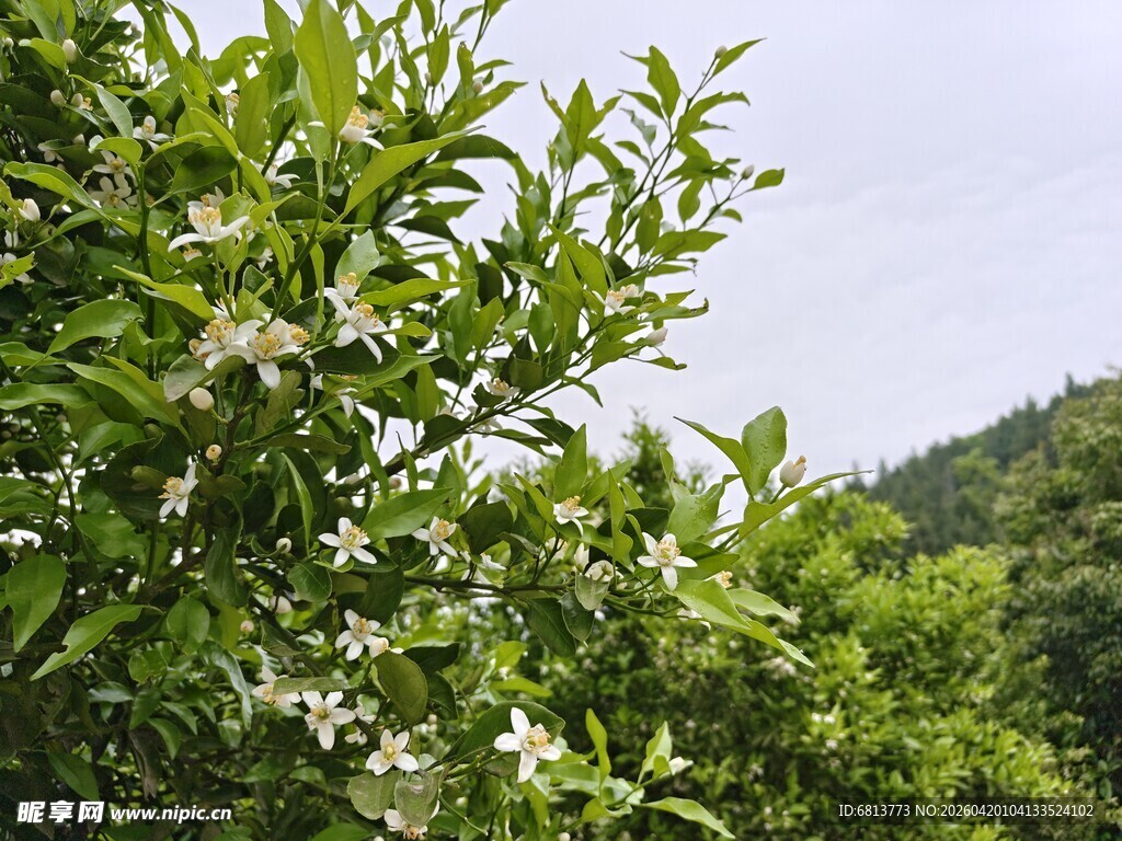 绿叶间绽放的白色花朵