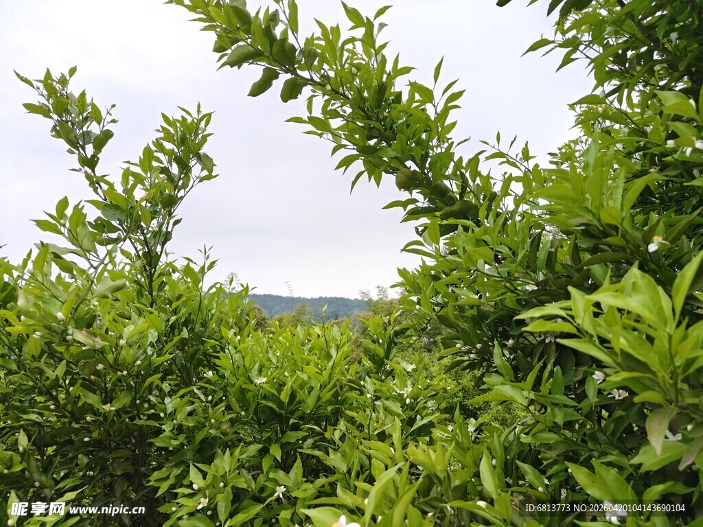 绿意盎然的繁茂植物