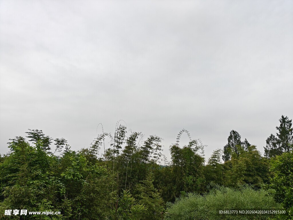 阴天的茂密树林景观