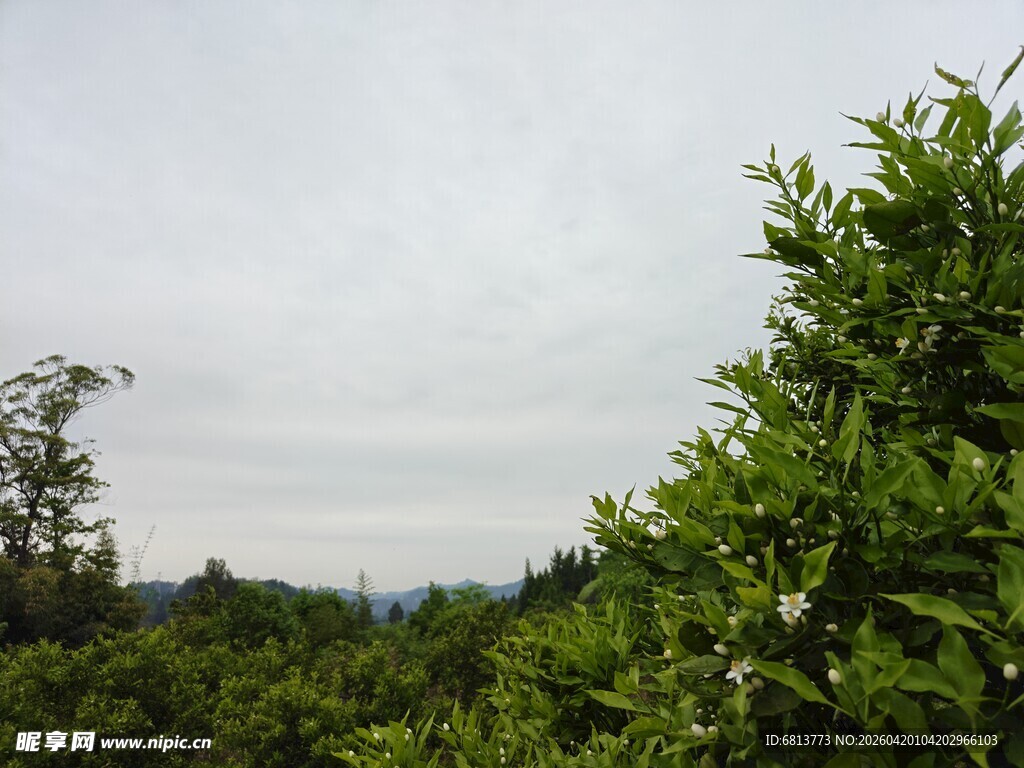 绿意盎然的山林景致