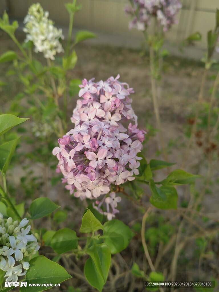 绽放的紫丁香花