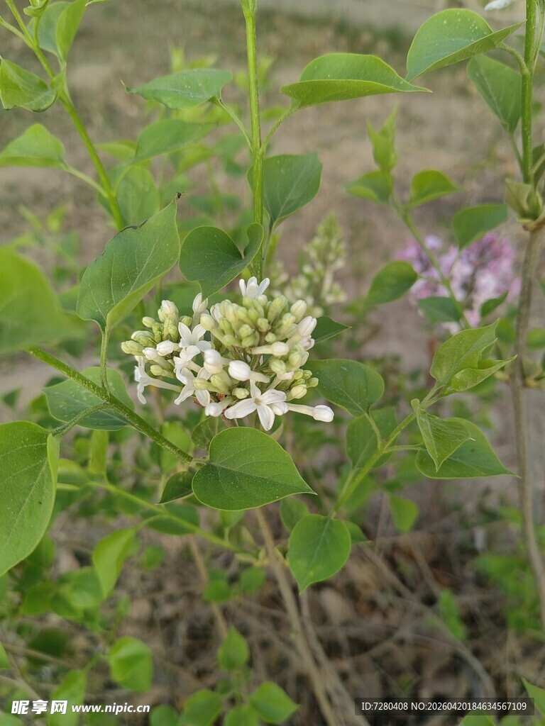 绿叶间绽放的白色小花