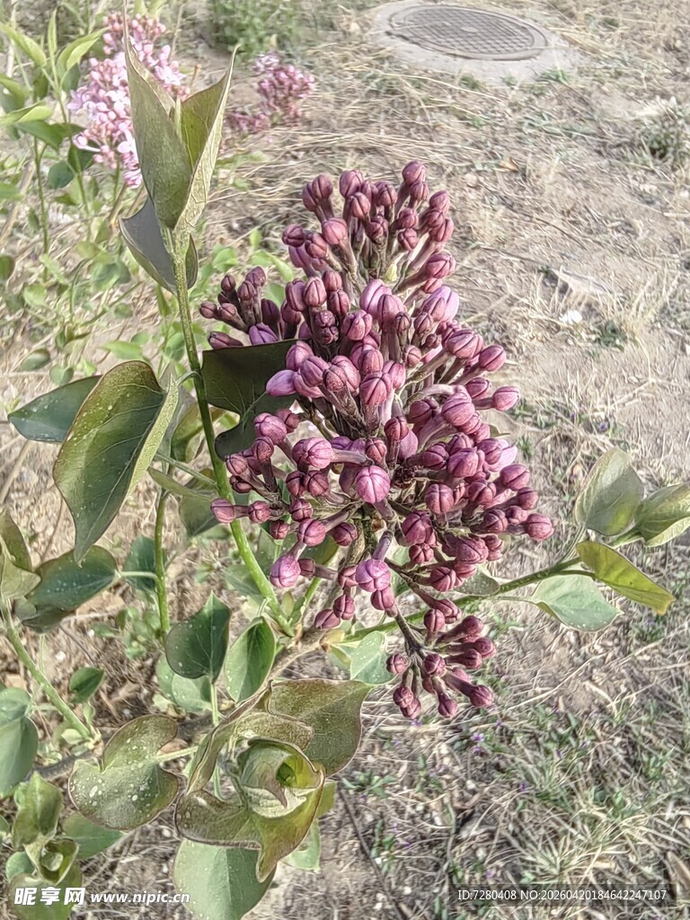 紫色簇状花卉特写