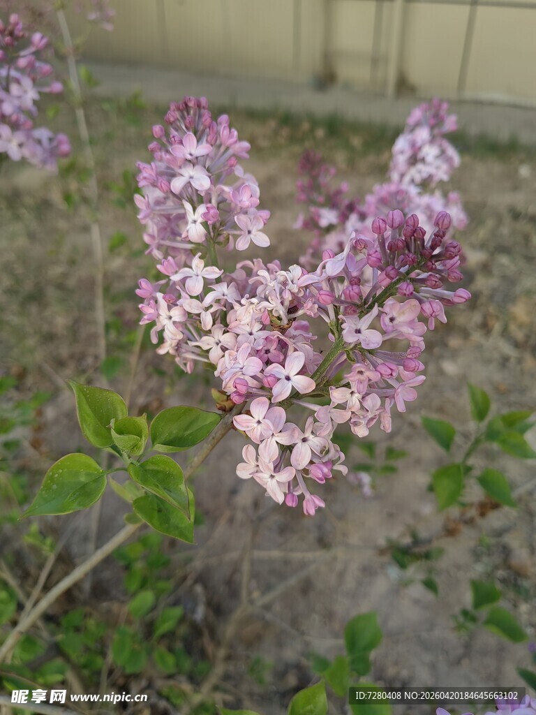 紫丁香绽放的美丽瞬间