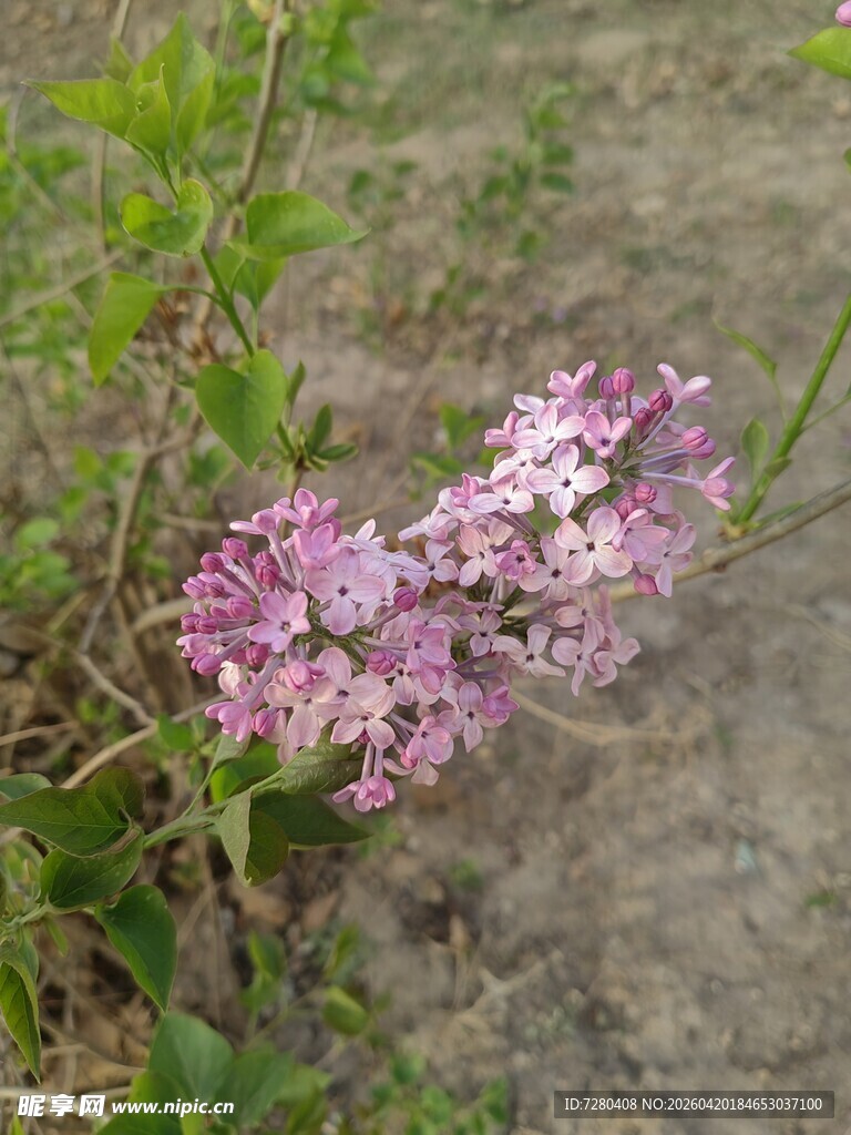 野外绽放的紫色小花