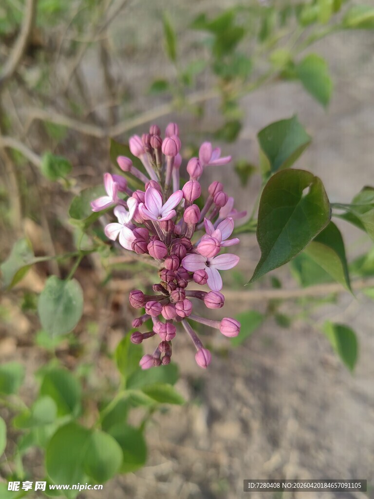 绽放的粉色丁香花