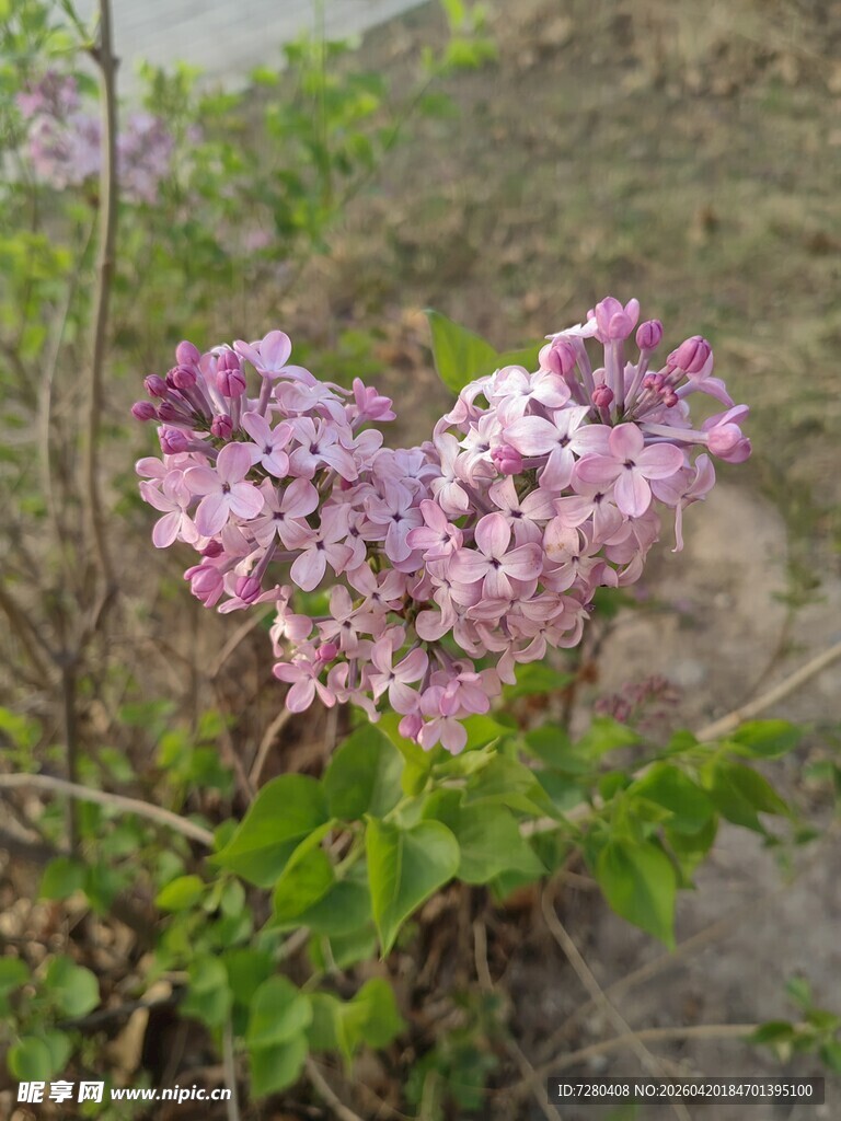 紫丁香绽放的美丽瞬间