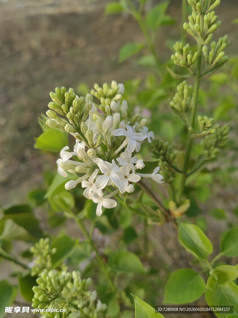 白色小花绽放绿植间
