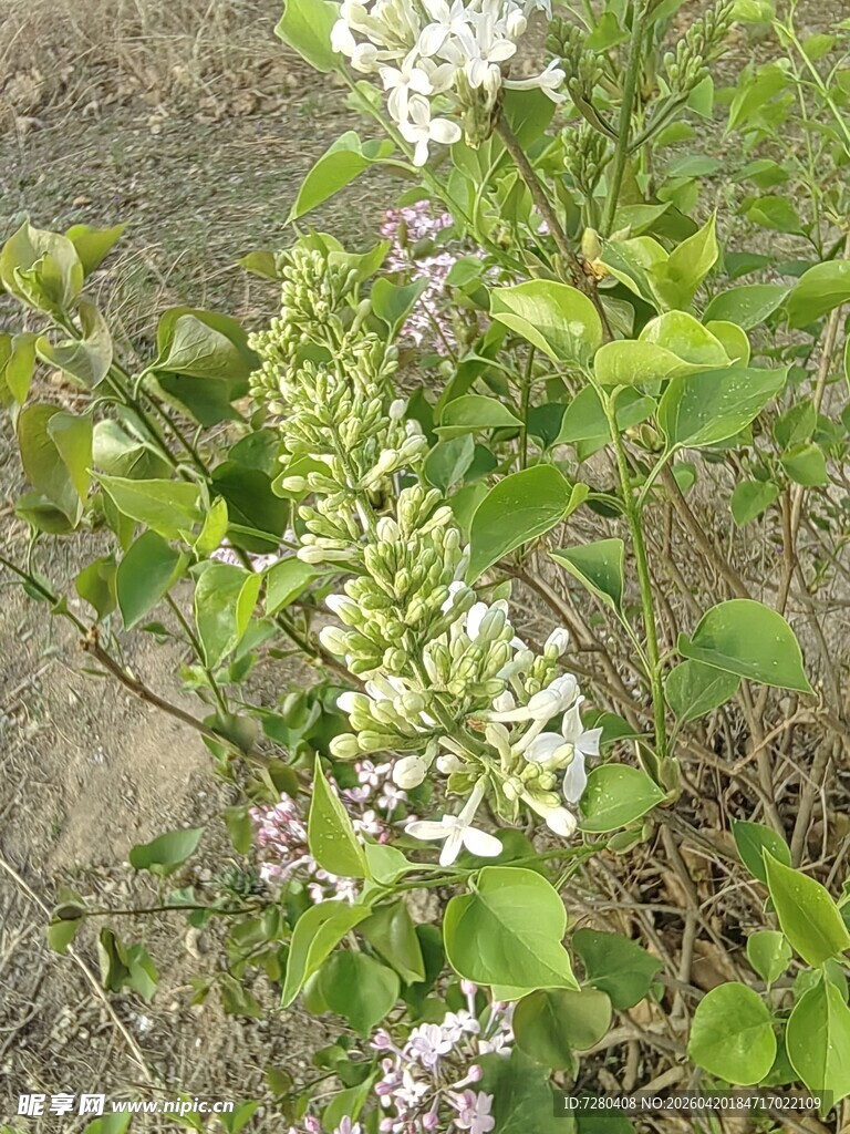 绽放的紫丁香花丛