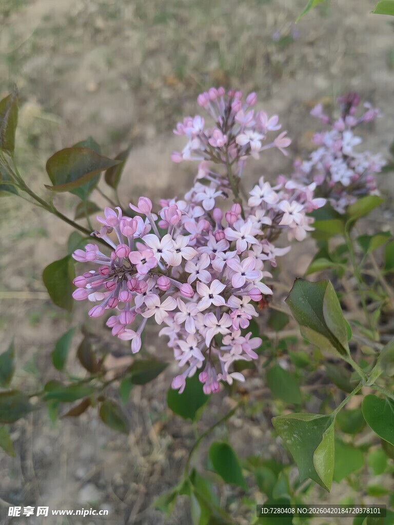 淡紫色丁香花绽放